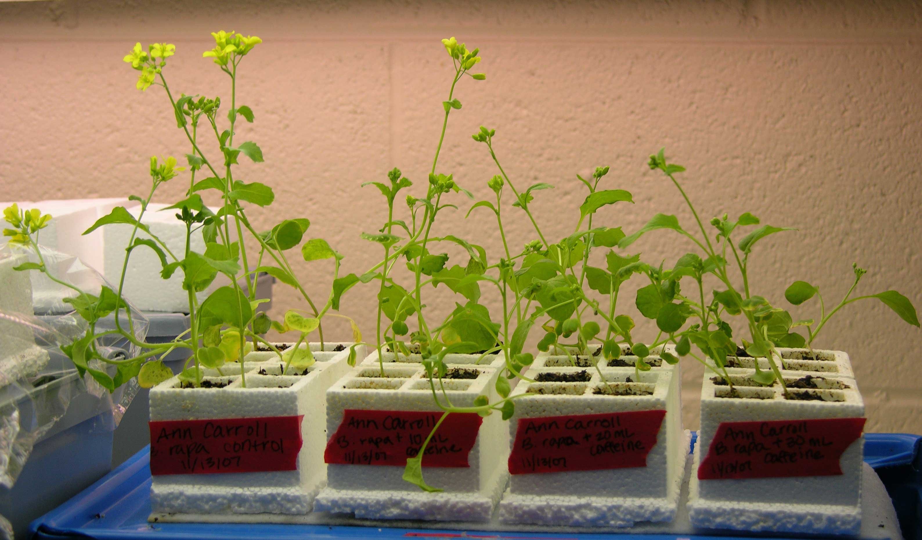 development-and-reproduction-mrs-emery-s-7th-grade-science-class